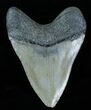 Inch Megalodon Tooth #3788-2